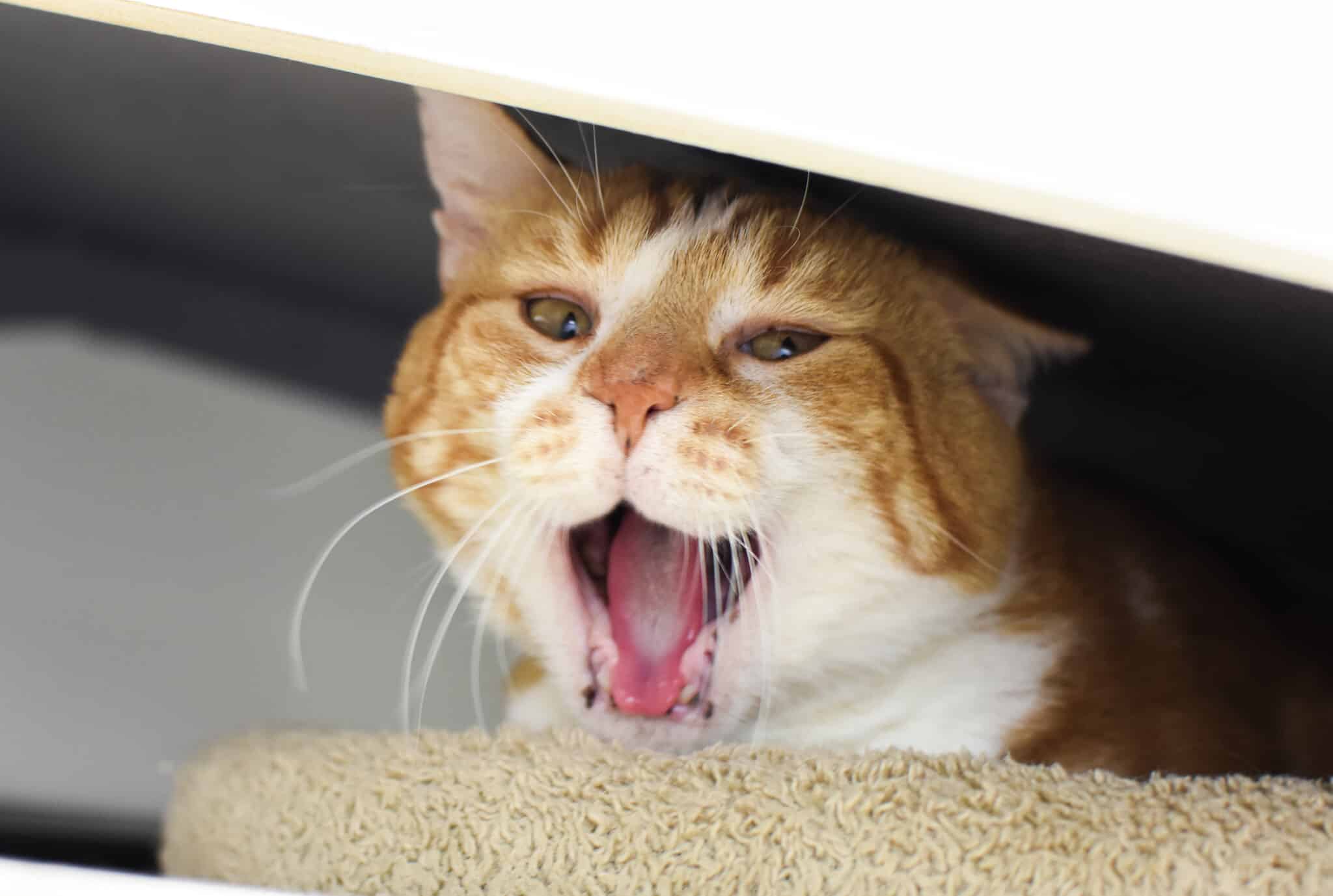 Creamsicle Tabby's Place