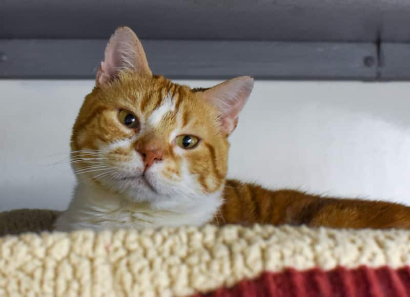 Creamsicle Tabby's Place