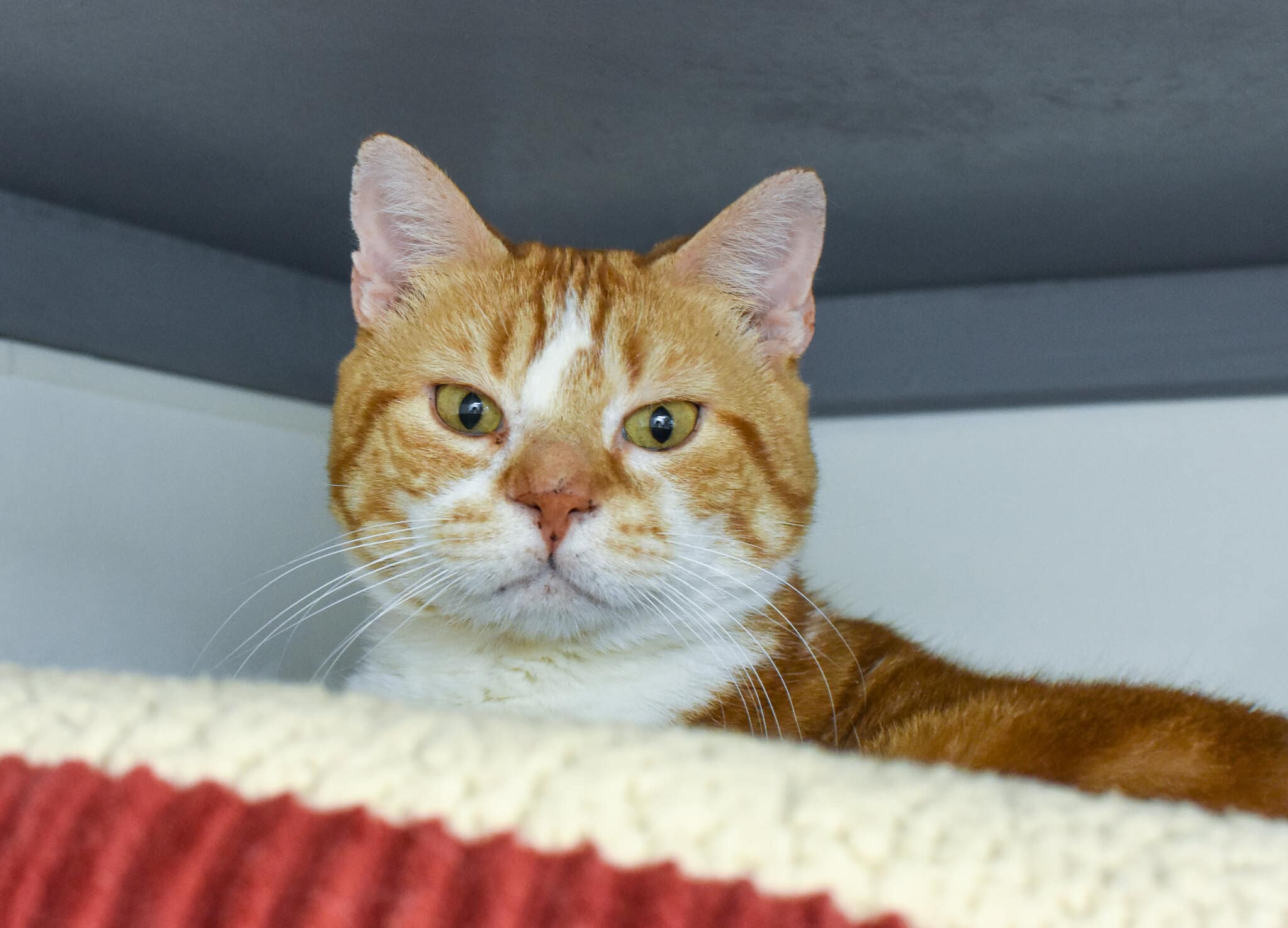 Creamsicle Tabby's Place