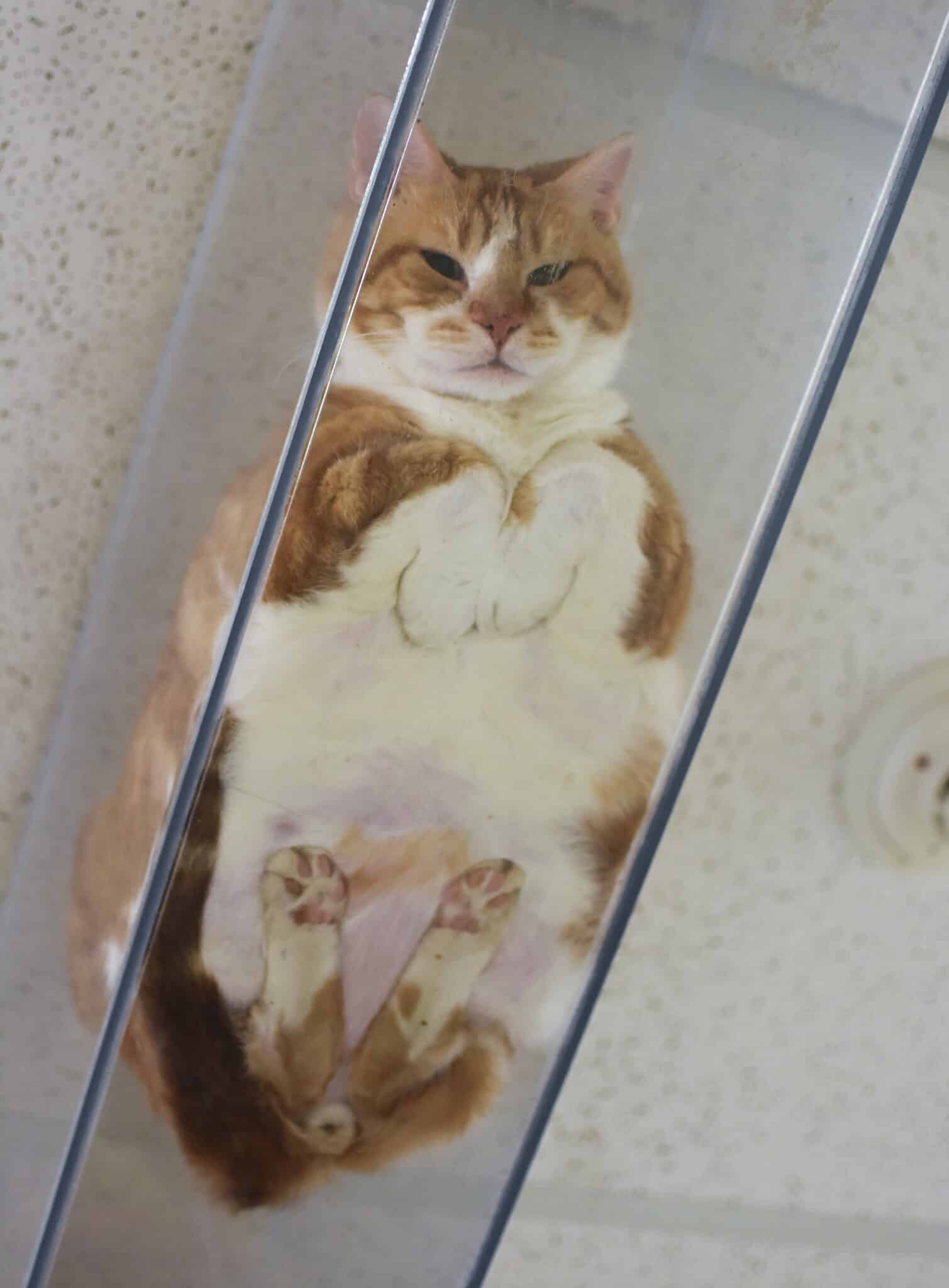 Creamsicle Tabby's Place