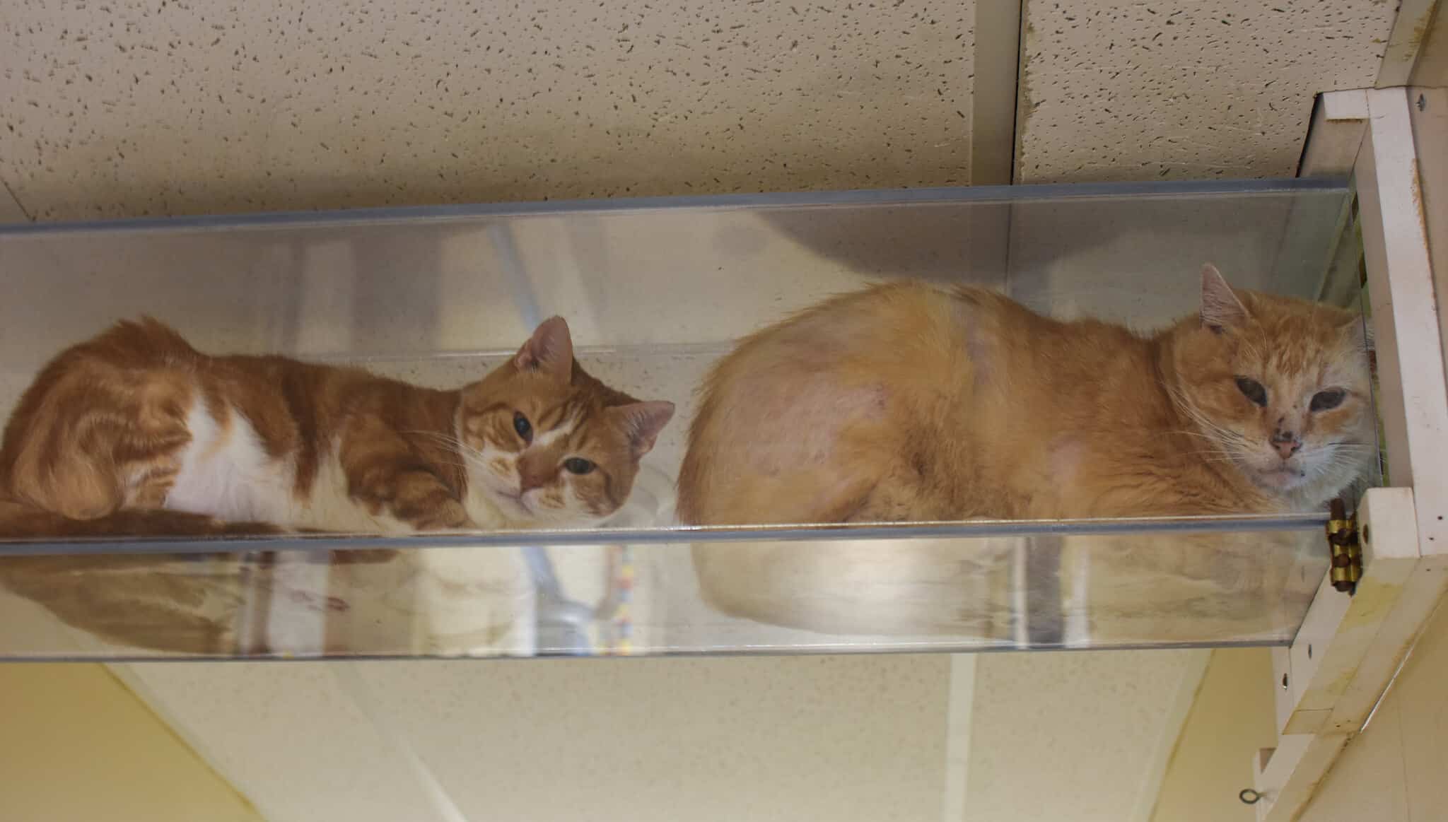 Creamsicle Tabby's Place