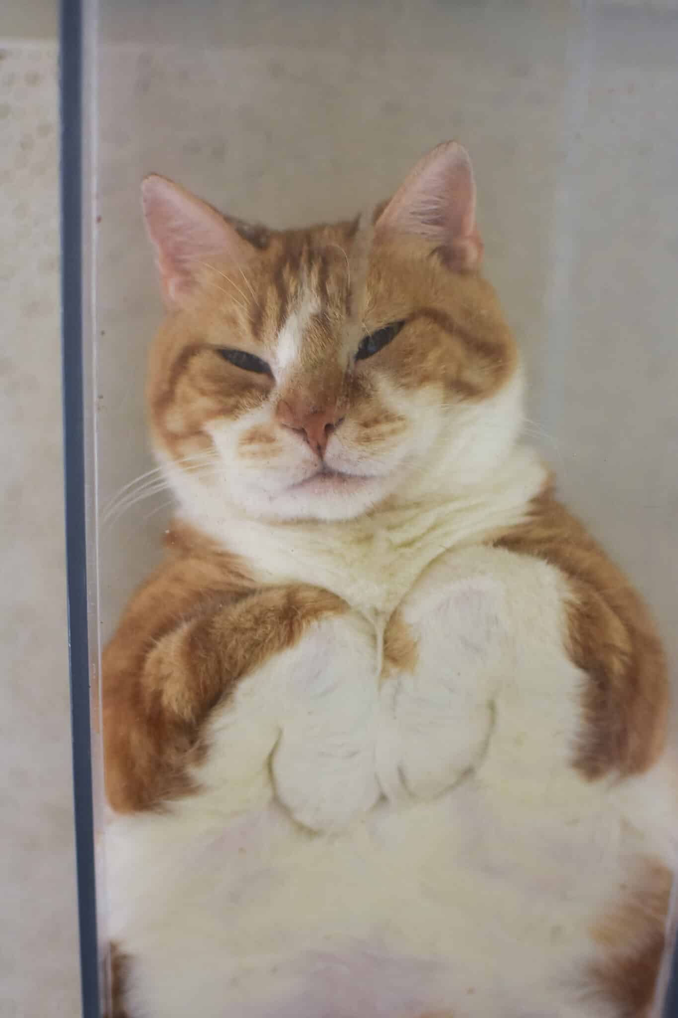 Creamsicle Tabby's Place