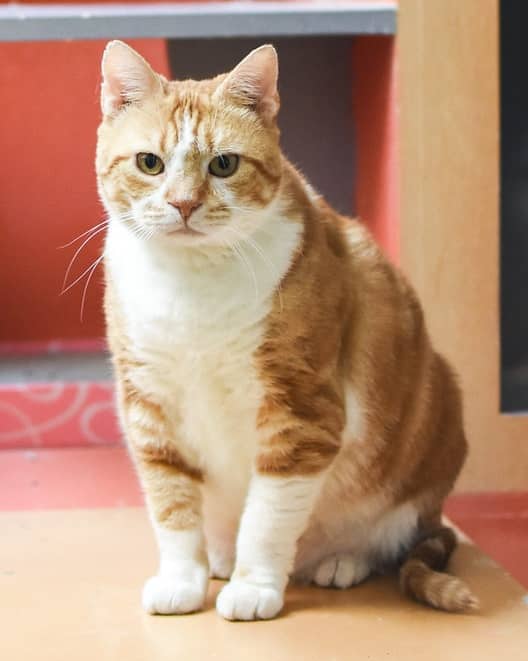 Creamsicle Tabby's Place