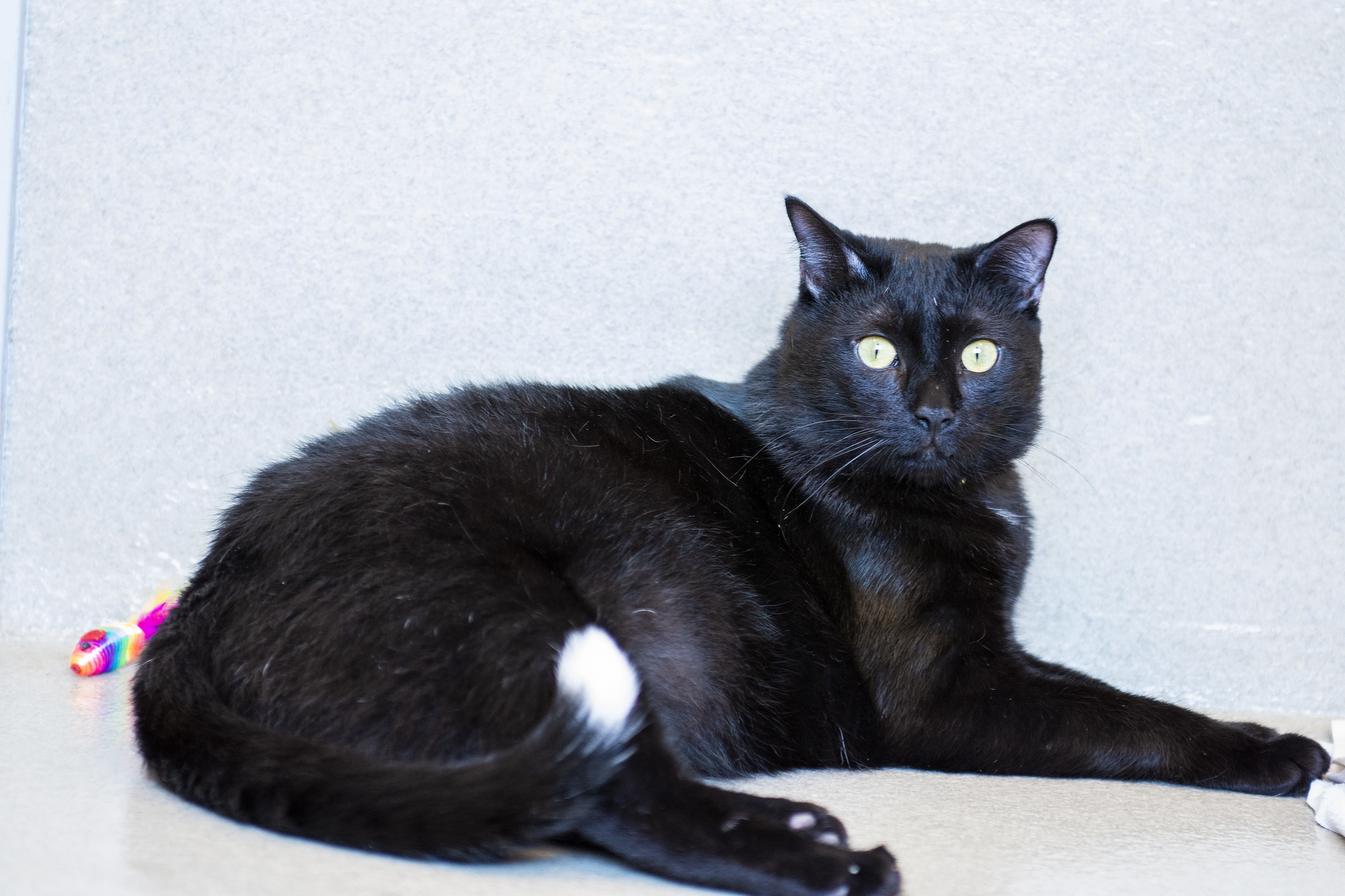 Meaty meaning Tabby's Place