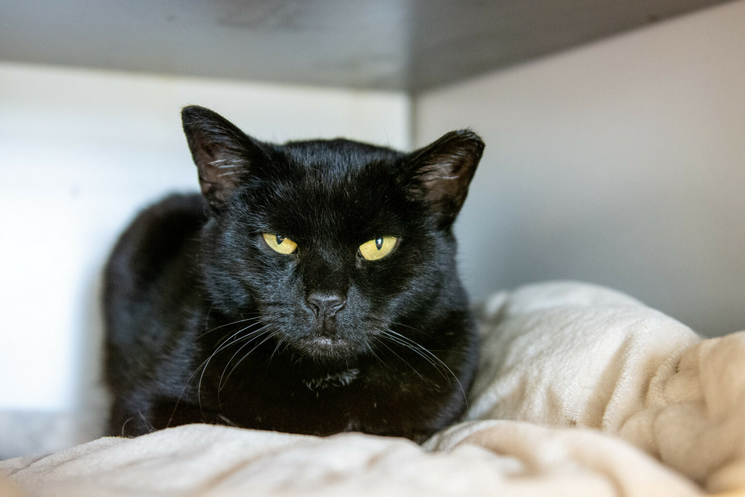 Bat flight Tabby's Place